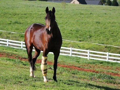 Fracture Repair in Thoroughbred Racehorses Image 1