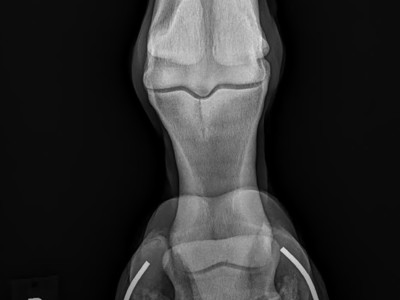 Fracture Repair in Thoroughbred Racehorses Image 8