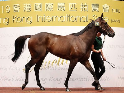 Healthy outcome as 27 horses sell at the Hong Kong Internati ... Image 1