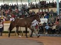Digital Easter Yearling Sale Schedules Test Run