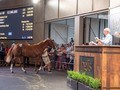 Review: 2020 Easter Yearling Sale (Day 1) (Race Video, Finis ...