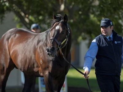 In-conversation with Adam White, Bloodstock Manager at Viner ... Image 1