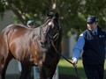 In-conversation with Adam White, Bloodstock Manager at Vinery Stud