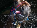 PREVENTING RACEHORSE DEHYDRATION