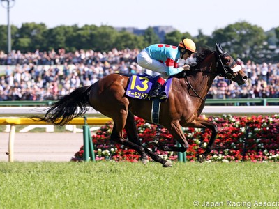 Review: Gr.1 Japan Cup ( Horses, Where, When, Race Info, 201 ... Image 1