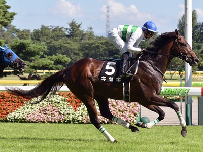 Review: Gr.1 Japan Cup ( Horses, Where, When, Race Info, 201 ... Image 2