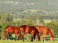 Sledmere Stud: Secure Your Success Story Here