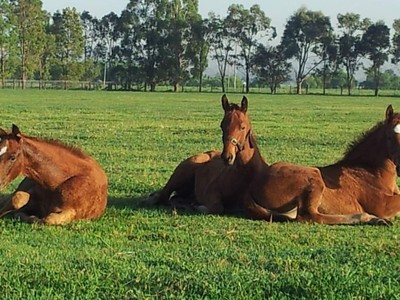 Three Bridges Thoroughbreds Being Successfull Family Image 1