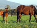 Monarch Stud: The Magic Of Breeding High Quality Thoroughbreds