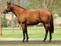 Preview: Inglis Great Southern Sale