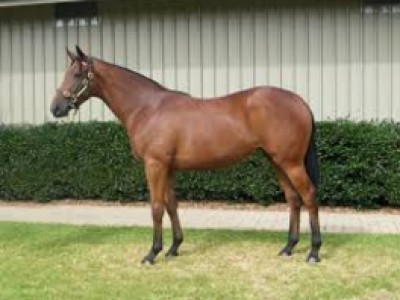 Haunui Farm: To Breed An Athlete First And Foremost Image 2