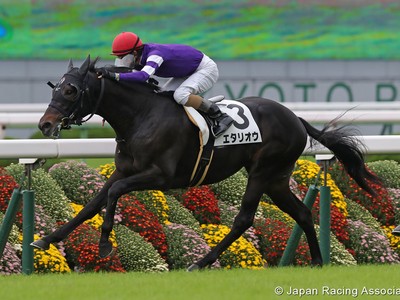 Preview: Gr.1 Japan Cup 2019 ( Horses, Racecard, 2019 Video) Image 2