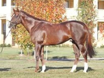 In Conversation With Brent Grayling, Supreme Thoroughbreds Image 1