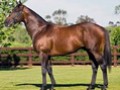 In Conversation with Jim Carey , Stud Manager at Coolmore Australia