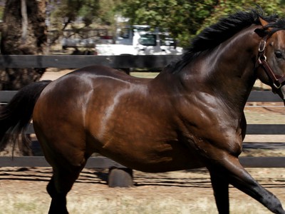 In Conversation with Arthur Mitchell, Yarraman Park Stud Image 2