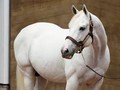 Tapit Exceeds $150 Million in Progeny Earnings With fewest Crops Of Racing Age.